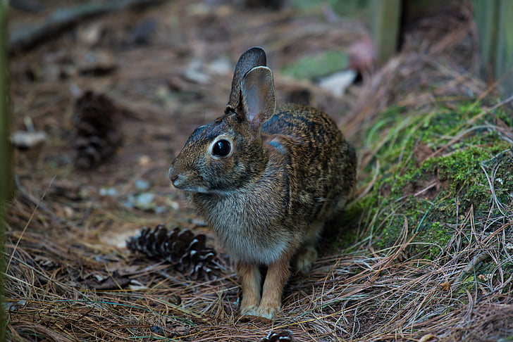 animal, bunny, close-up, cute, fur, mammal, rabbit