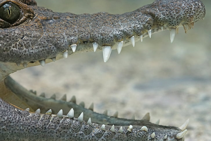 krokodille, Filippinene krokodille, elven, ferskvann, våtmarksområde, nattlige, Reptile