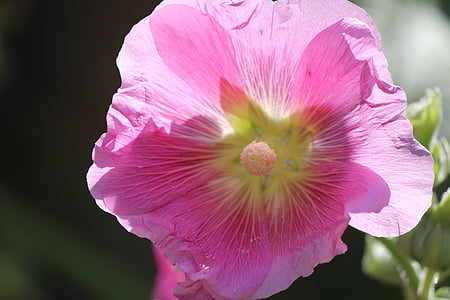 Petunia, Rosa, naturen, trädgård, sommar, blommor, färgglada