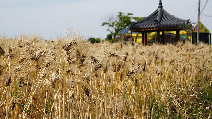 Reed, Jeju island, pool, hösten, landskap, jordbruk, naturen