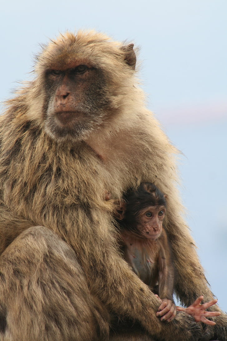 Barbary ape, Gibraltar, apina