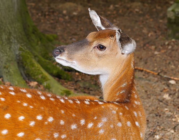 Roe deer, chú ý, động vật, rừng, đầu, scheu, chân dung