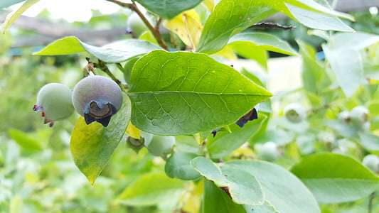 Blueberry, fruit, heerlijke, blauw, gezonde, natuur, zomer
