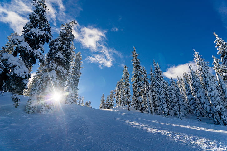 winter landscape, pine trees, winter, landscape, snow, forest, pine