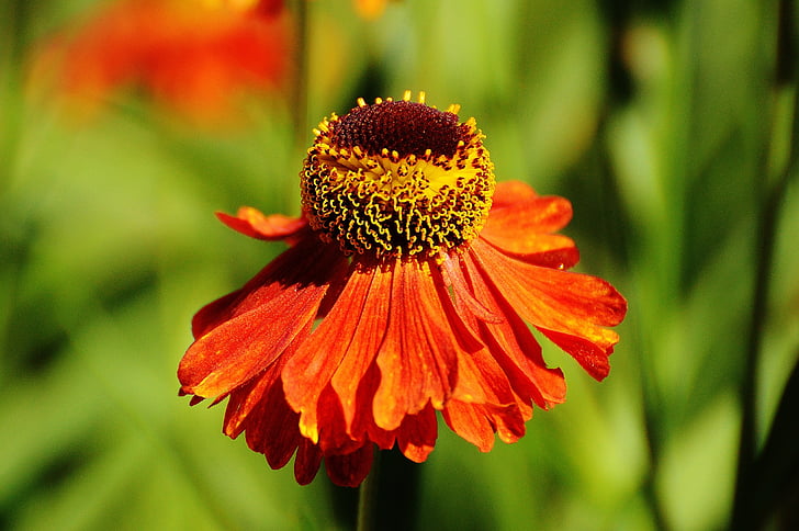 chapeau de soleil, Echinacea purpurea, été, rouge, orange, plante, fleur