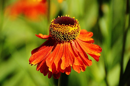 aurinkohattu, echinacea purpurea, kesällä, punainen, oranssi, kasvi, kukka