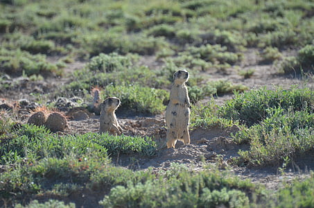 Prairie dog, Prairie, Desert, voľne žijúcich živočíchov, cicavec, Príroda