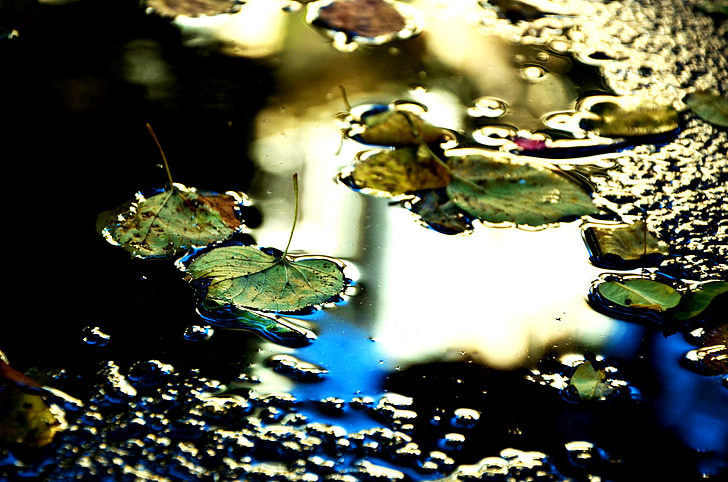 puddle, light, leaves, autumn, mirroring, incidence of light, lighting