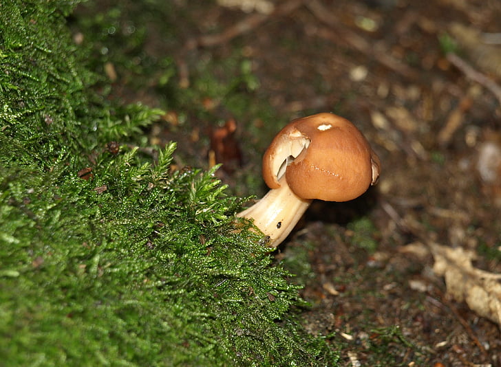 mushroom, forest mushroom, forest, nature, moss, fungal species, forest floor