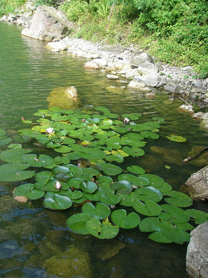 vann-liljer, steinbruddet, Baden baden, Lake