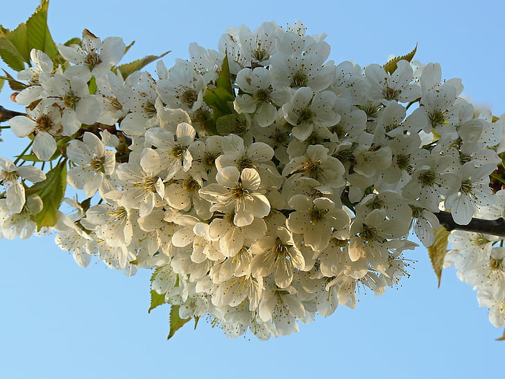 Primavera, flor, flor branca, flor de cereja, natureza, árvore, cerejeiras em flor