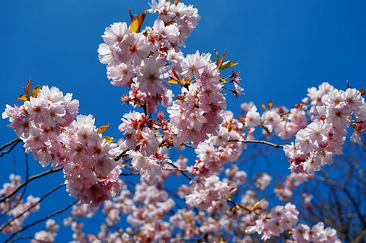 virágok, tavaszi, Japán cherry blossom, fa, fehér, Sky, természet