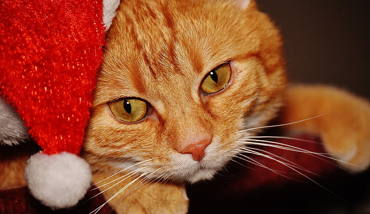 고양이, 레드, 크리스마스, 산타 모자, 재미, 귀여운, 고등어