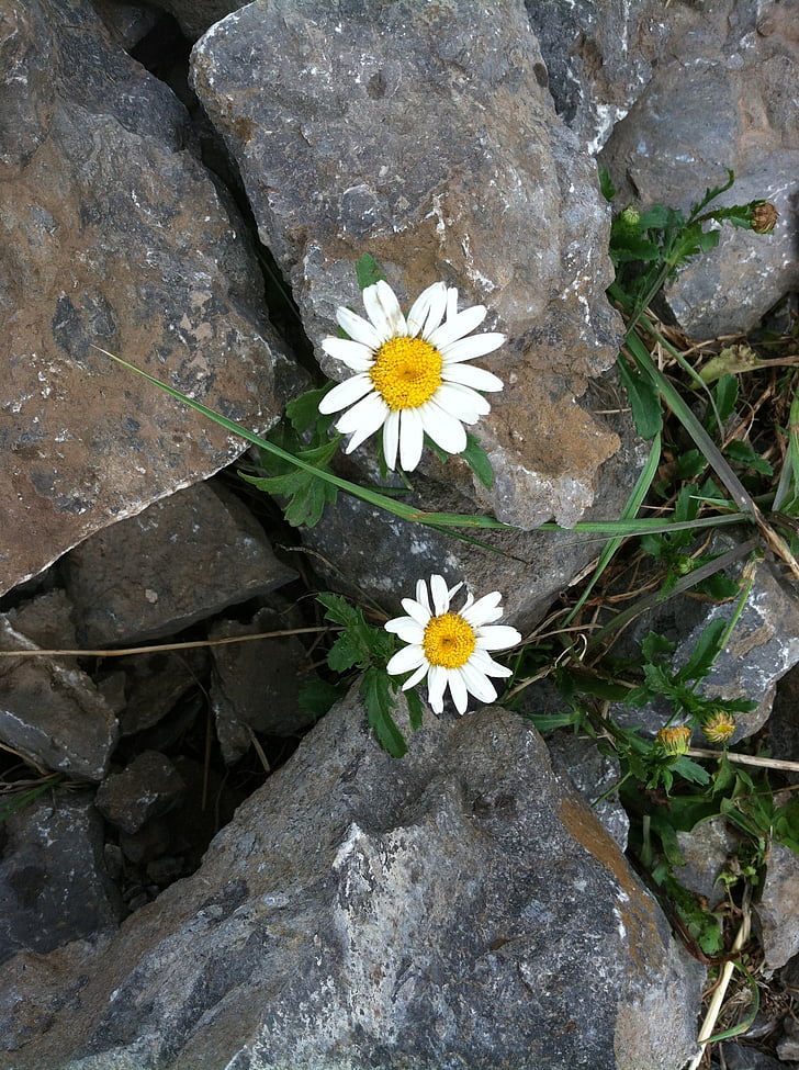 persévérance, espoir, Daisy, fleur, endurance, Rock