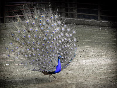 con chim, Peacock, màu xanh, BW, lông vũ, động vật, Thiên nhiên