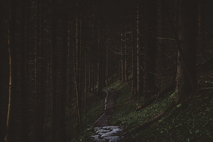 bosc, fotografia, natura, tranquil·litat, el camí a seguir, escena tranquil·la, nit