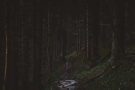 ліс, Фотографія, Природа, спокій, шлях вперед, спокійна сцени, ніч
