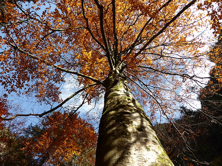 Příroda, listy, stromy, Les, protokol, dřevo, strom