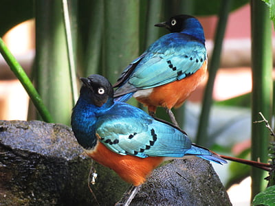 αγάπη πτηνά, πολύχρωμα πουλιά, μαζί