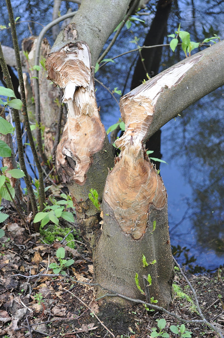 tree, beaver, water, the destruction of the, beavers, nature