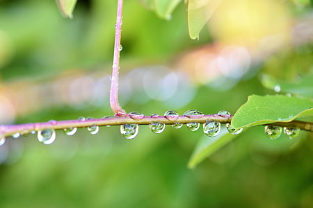 raindrop, nature, green, plant, halme, close, drip