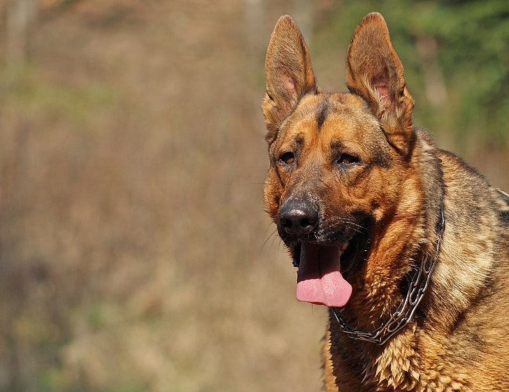 dog, german shepherd, portrait, language, fur, wet, vigilance