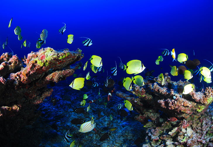 tropical, peix, sota l'aigua, Marina, atolll, oceà, Mar