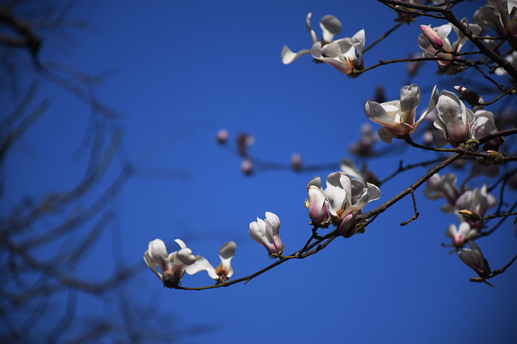 kwiat magnolii, biały, niebieski
