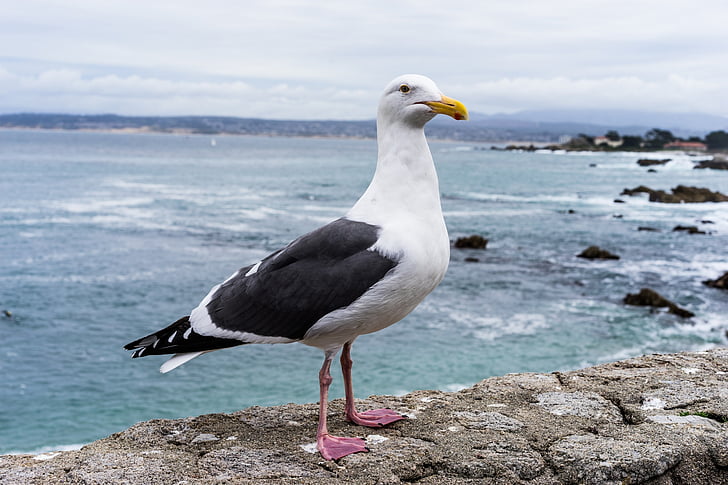 Seagull, Monterrey, Océano, pájaro, California, NorCal, agua