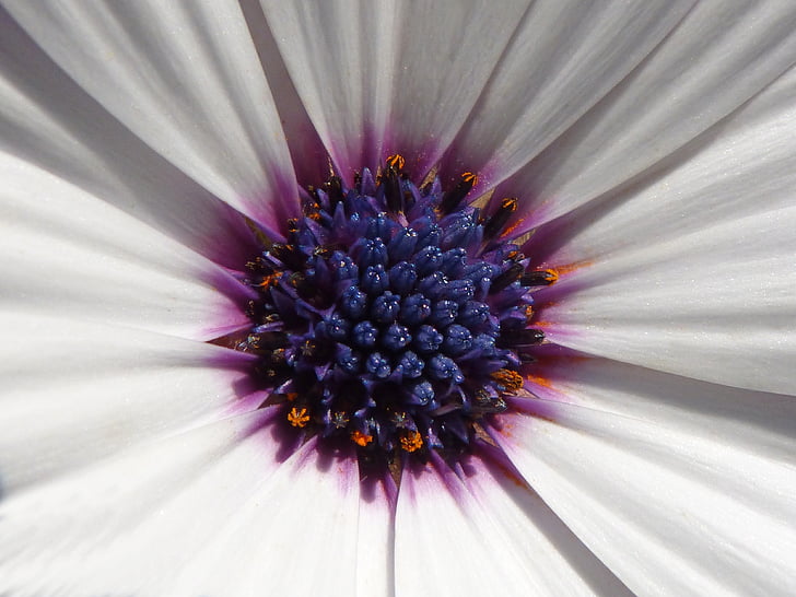 Daisy, fleur, calice, pollen, en détail