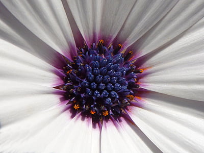 daisy, flower, chalice, pollen, detail