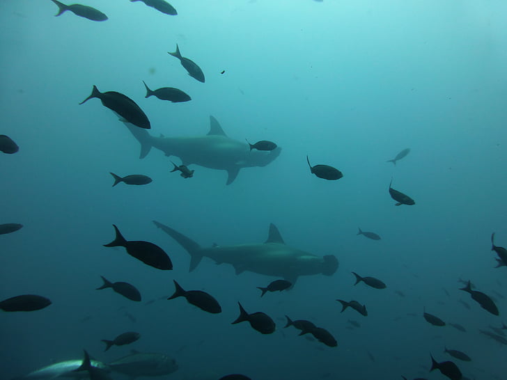 Hammerhead shark, Shark, Galapagos, Sukellus, Sukellus, Darwin island, vedenalainen