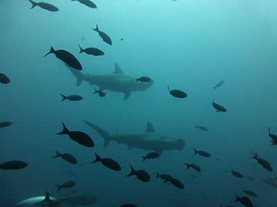 hammerhead shark, shark, galapagos, diving, scuba diving, darwin island, underwater