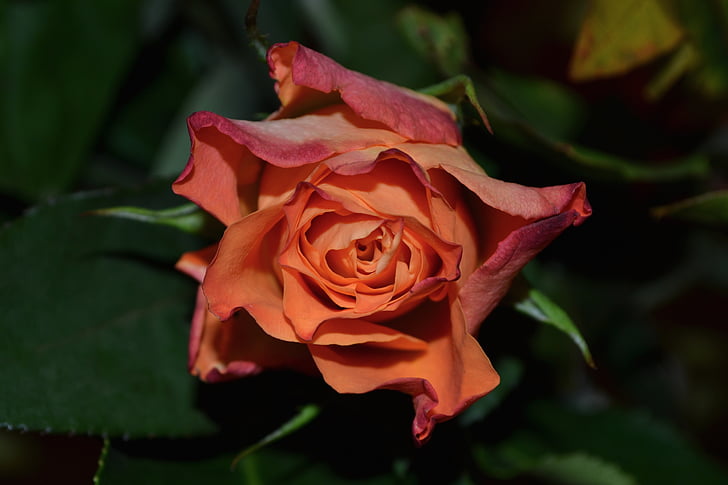 bloom, blossom, close-up, flora, flower, rose, rose - Flower