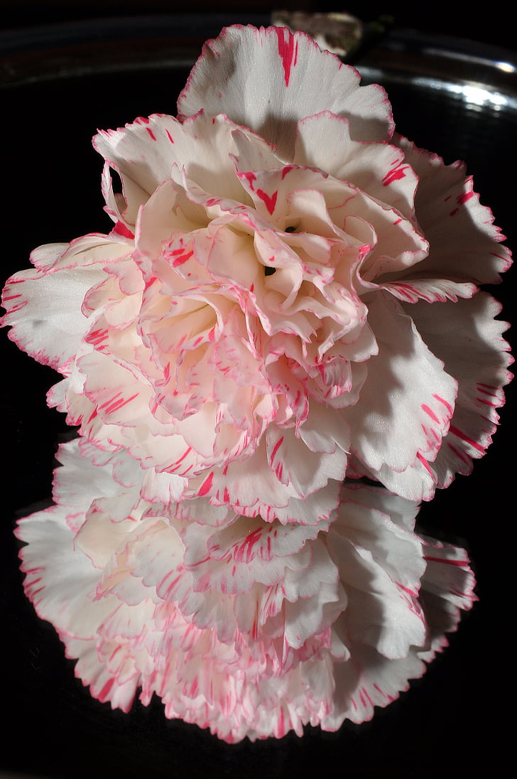 carnation, pink, white, black Background, flower, petal