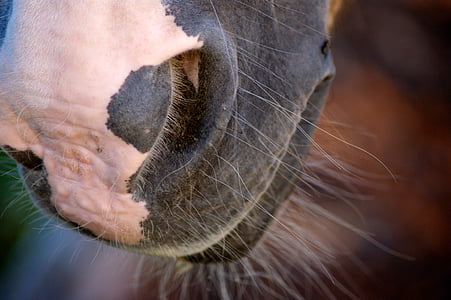 鼻の穴, 馬, 動物, 茶色, 馬の頭, 動物, 髪