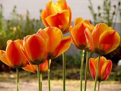tulips, tulpenbluete, spring, orange, blossom, bloom, tulip field