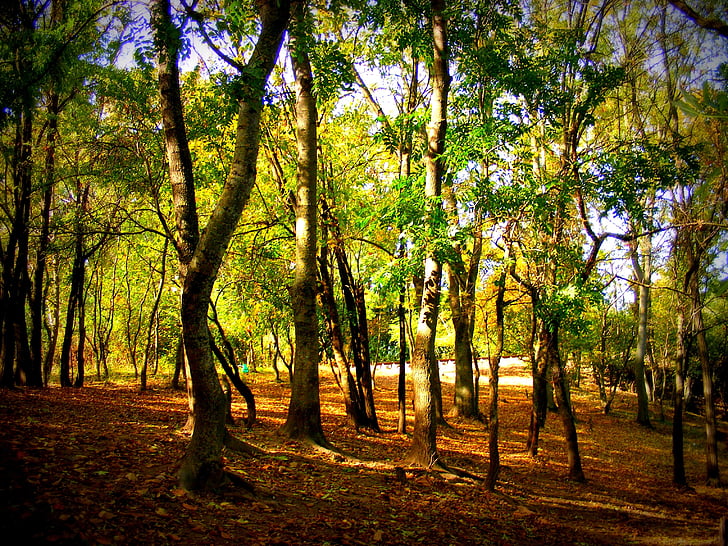 Осень, лес, цвета, желтый, пейзаж, растительность, дерево