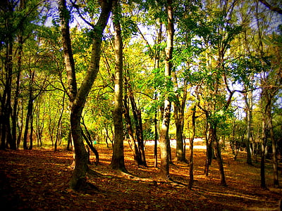 podzim, Les, barvy, žlutá, krajina, vegetace, strom