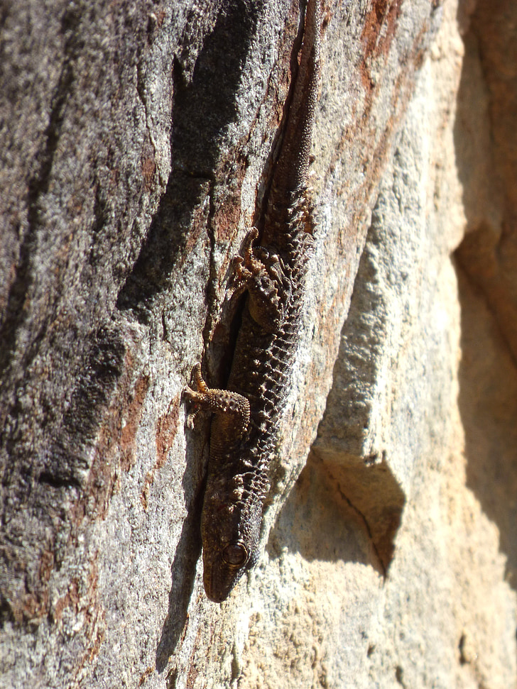 gecko, draak, Rock, camouflage patroon