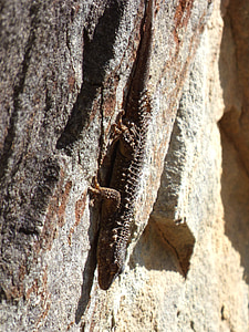 Gecko, Dragón, roca, textura de camuflaje