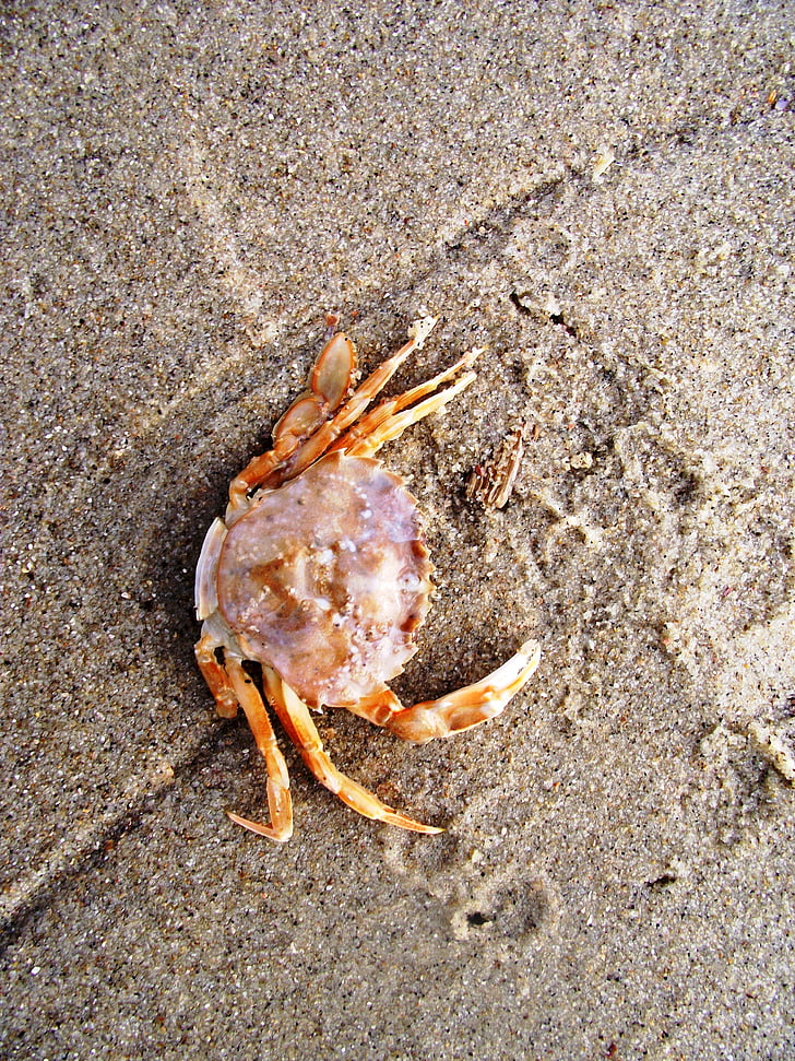 crabe, cancer, mollusques et crustacés, mer, animal, meeresbewohner, nature