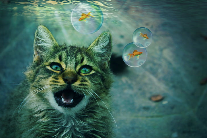 cat, animal, fantasy, dream, dream world gold fish, underwater, blow
