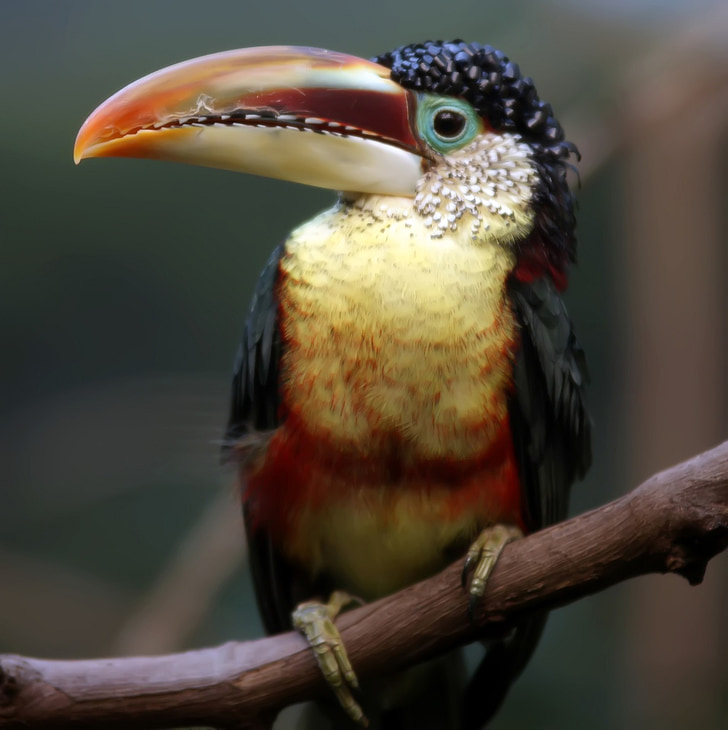 állat, cuki, madár, fekete, Brazília, közeli kép:, szín