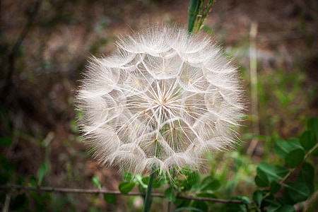 blowball, dandelion, spring, seeds, wild flower, plant, nature