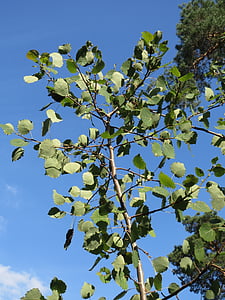 Populus tremula, Aspen, aspen común, álamo temblón, aspen europeo, Quaking aspen, árbol