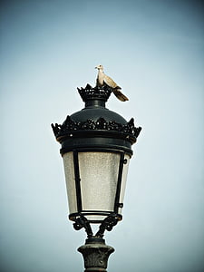turtledove, street lamp, sky, bird, rest, pigeons, peace