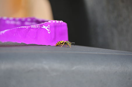 Hornet, Áo khoác màu vàng, côn trùng, Wasp