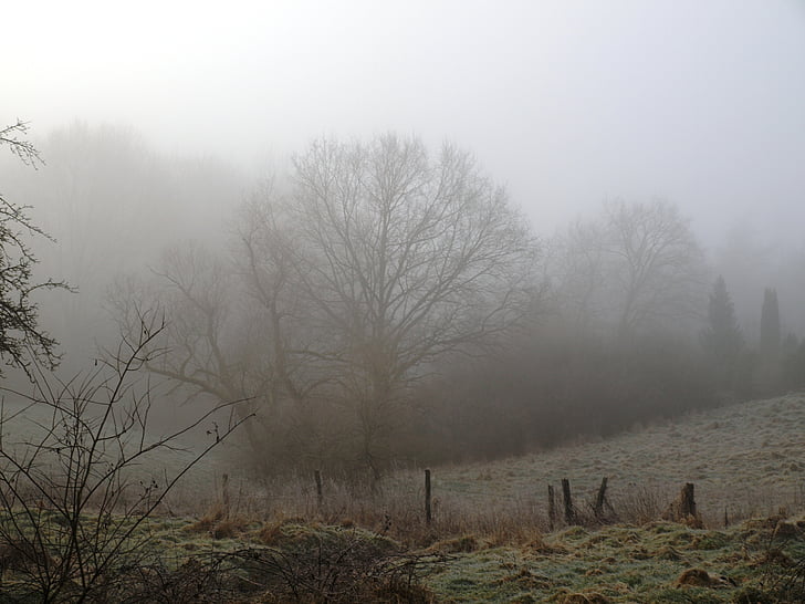 мъгла, сутрин, изгрев, настроение, пейзаж, ливада, дърво