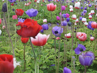 Poppy, bunga, warna, alam, bunga, bidang, Blossom